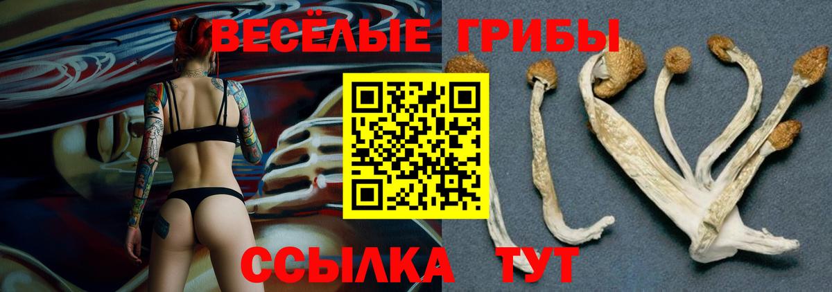 Галлюциногенные грибы Psilocybine cubensis Каспийск